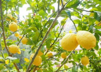 Lemon Tree Growing Stages