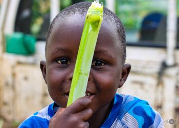 Sugarcane as an Edible Plant