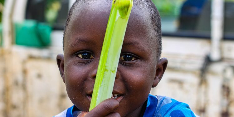 Sugarcane as an Edible Plant