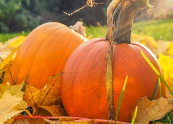 Growing Pumpkin Plants