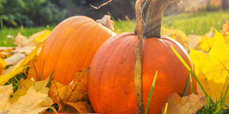 Growing Pumpkin Plants