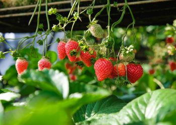 The Strawberry Life Cycle: From Seed to Fruit [Growth Stages]