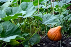 Pumpkin plant