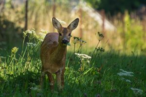 Do Deer's Always Eat Zinnias