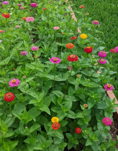 Zinnias