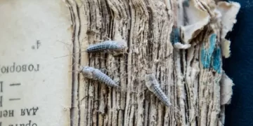 What to Do If You Have Silverfish in Your Australian Home and You Want Them Gone ASAP