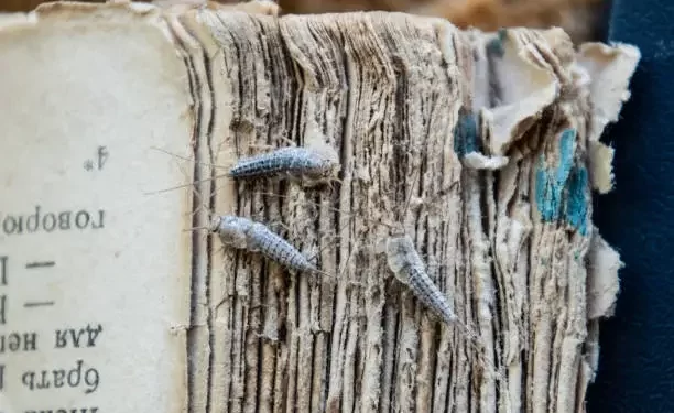 What to Do If You Have Silverfish in Your Australian Home and You Want Them Gone ASAP