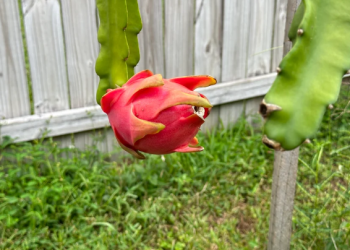 Dragon Fruit Global Popularity