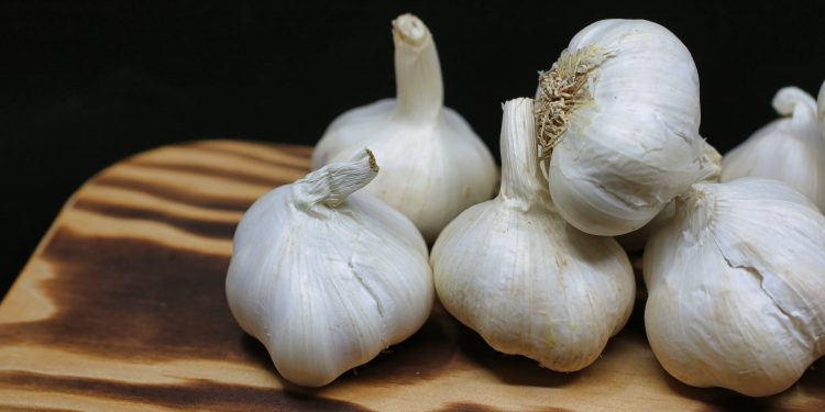 Garlic Growth