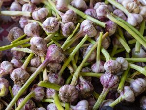 Harvesting Garlic
