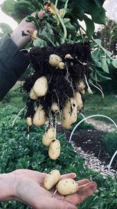 Maturation and Harvest potato