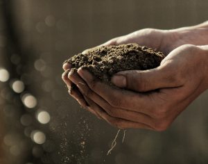 Soil for Potato growing Stages