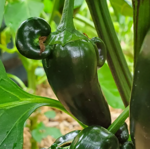 Fertilizing The Jalapeno Plant