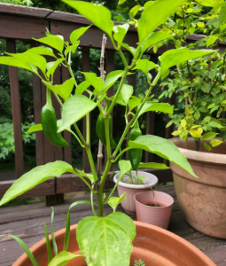 Growing Jalapeno Peppers