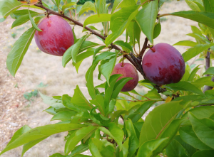 All About Pluot 