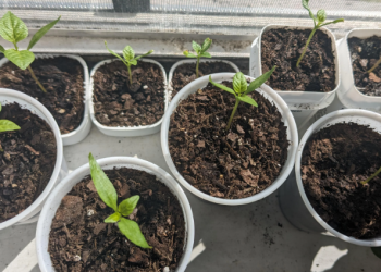 Bell Peppers Growing Stages: From Seed to Harvest