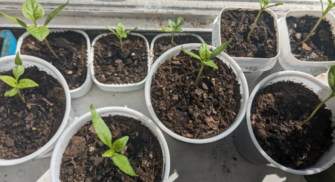 Bell Peppers Growing Stages: From Seed to Harvest