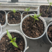 Bell Peppers Growing Stages: From Seed to Harvest