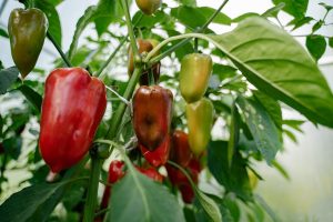 Fruiting bell peppers