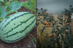 Planting Watermelon and Tomatoes