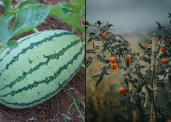 Planting Watermelon and Tomatoes