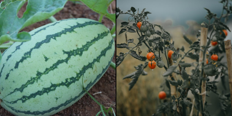 Planting Watermelon and Tomatoes