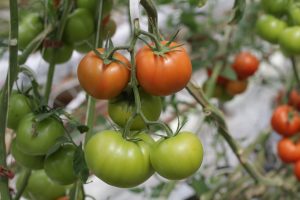 Tomato Plant