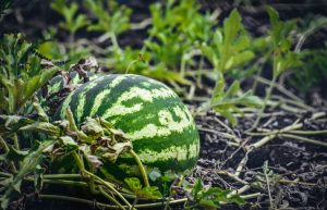 Watermelon Plant