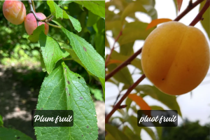 Which Is Better Plum Or Pluot