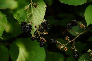 Blackberry (Chester Thornless)