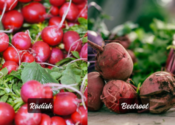 Radish vs. Beet