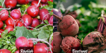 Radish vs. Beet