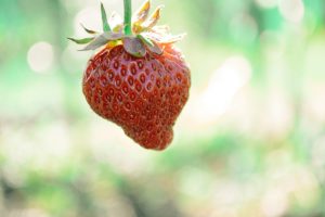 Strawberry (Albion)