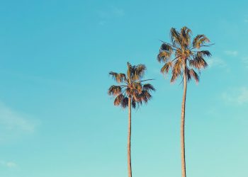 Palm Tree Fruits-Types and Benefits