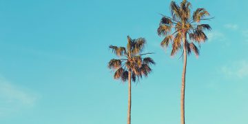 Palm Tree Fruits-Types and Benefits