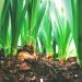 Understanding Onion Growing Stages