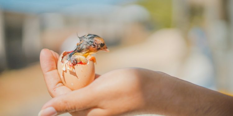 Warm Water Trick for Hatching Eggs- A Detailed Guide