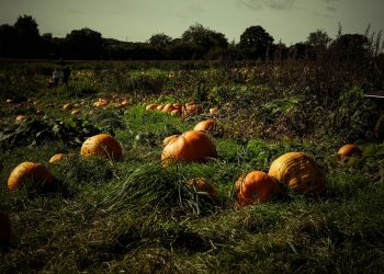 How Long Do Pumpkins Take To Grow?