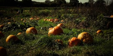 How Long Do Pumpkins Take To Grow?