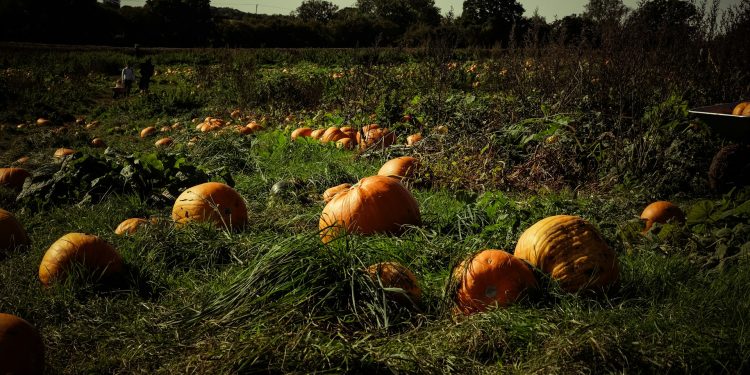 How Long Do Pumpkins Take To Grow?