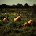 How Long Do Pumpkins Take To Grow?