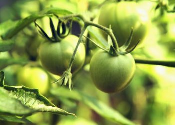 Are Green Tomatoes Poisonous