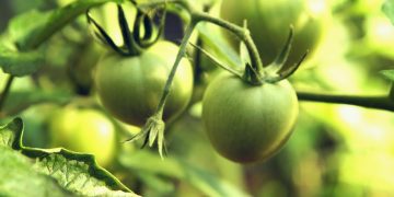 Are Green Tomatoes Poisonous
