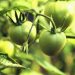 Are Green Tomatoes Poisonous