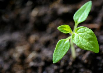 Sprouting Peony Growth Stages