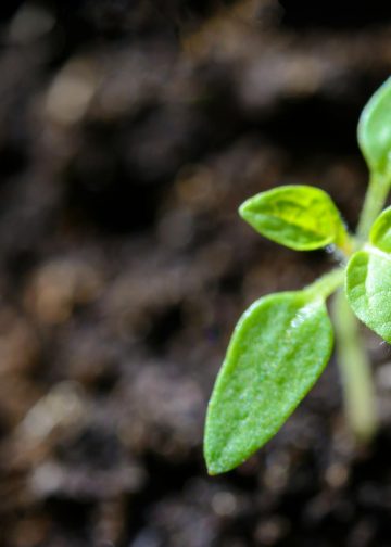 Sprouting Peony Growth Stages